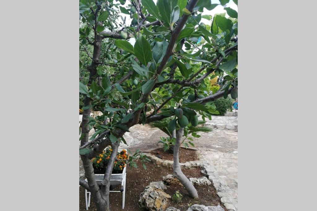 Villa Arenella 비에스테 외부 사진